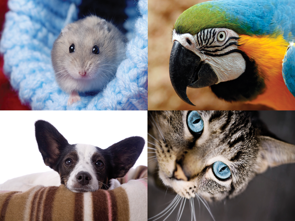 Images showing pets to enter the Pet Retail software features.